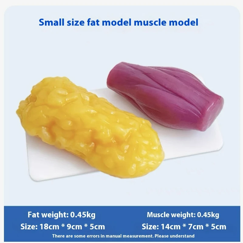 Human Muscle and Fat Replicas  - Nutrition Fitness And Health review and price