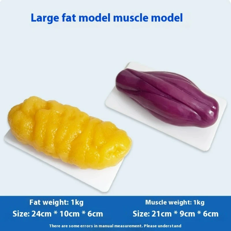 Human Muscle and Fat Replicas  - Nutrition Fitness Center review and price
